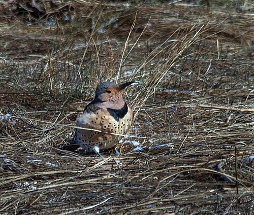 Northern Flicker perched on a tree trunk