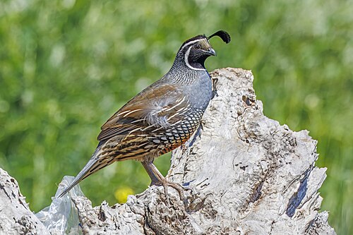 California Quail in dry grass