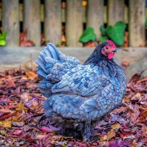 Delaware Blue Hen