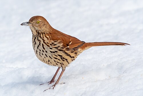Brown Thrasher perched in a garden