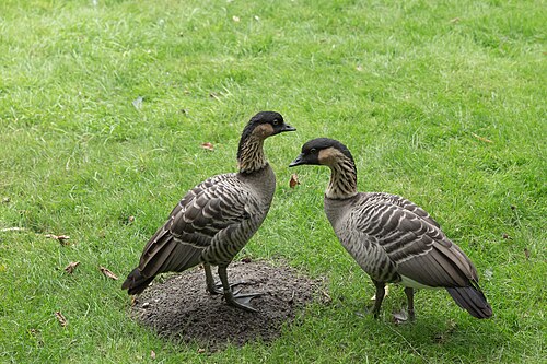 Nene goose standing in Hawaiian grassland