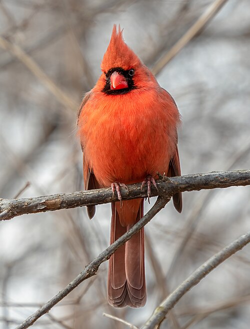 Northern Cardinal perched in a park