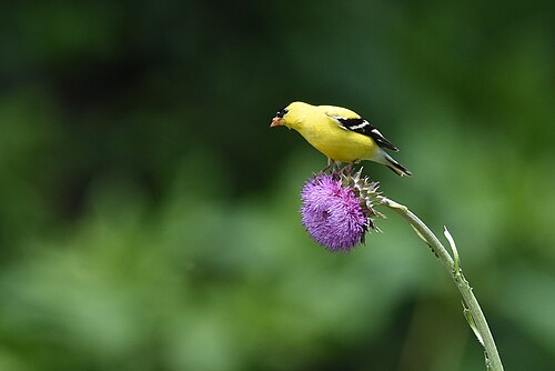 American Goldfinch perched on a plant