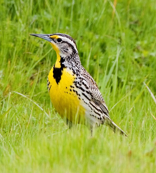Western Meadowlark perched in grassland