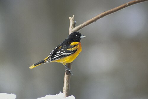 Baltimore Oriole