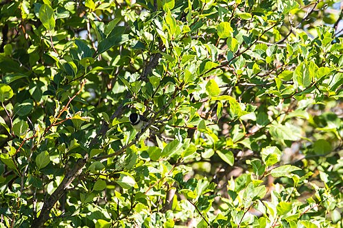 Black-capped Chickadee