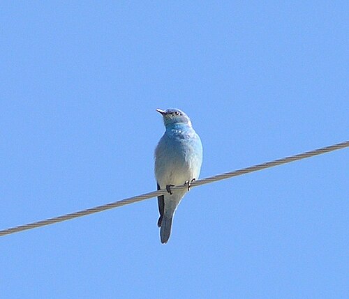 Mountain Bluebird