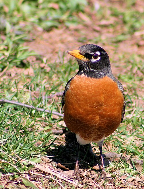 American Robin