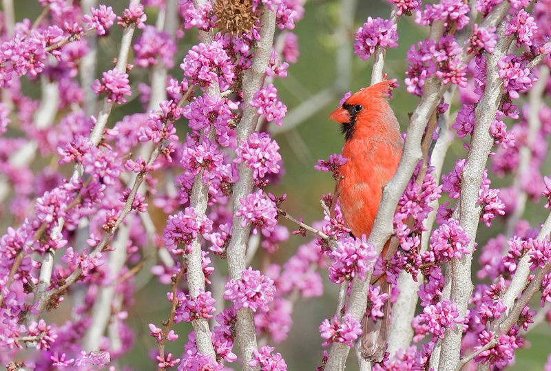 Northern Cardinal perched among redbud blossoms